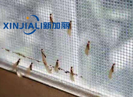 滅白蟻