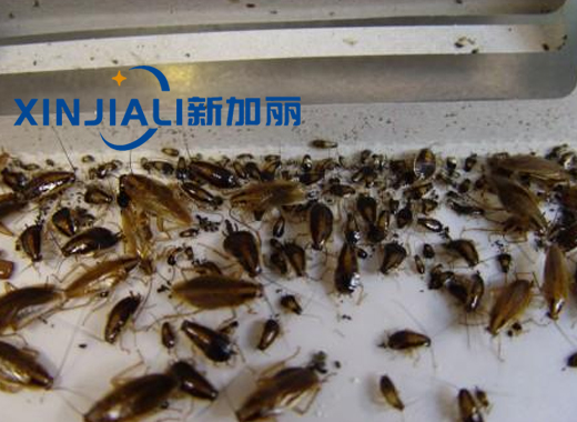重慶滅蟑螂