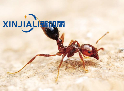 紅火蟻防治